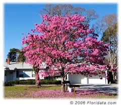 Rose of sharon is most often used in hedges and foundations. Floridata Tabebuia Heterophylla Flowering Trees Blooming Trees Plants