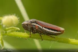 Image result for Oxyrhachis