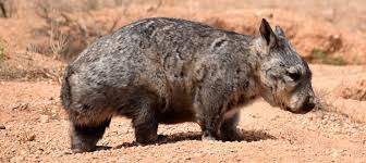 Image result for Northern hairy-nosed wombat