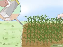 Spray the solution around the yard, making sure to get your flowers, fruit trees, and vegetable plants to keep deer and other ground critters from destroying your plants. How To Stop Deer From Eating Your Plants And Trees With Soap