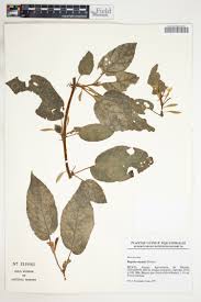 Image result for Begonia meyeri-johannis