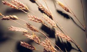 Image result for Eragrostis macrochlamys