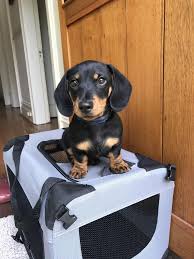 Hercules Again He Likes To Be Tall Please Donate Us Perros Salcichas Perros Animales Bonitos