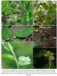 Image result for Hippocratea longipetiolata