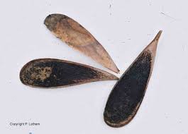 Image result for Aneulophus congoensis