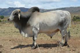 Buy genetically superior brahman bulls, heifers, and calves. Brahman Ads April Clasf