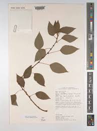 Image result for Pouzolzia parasitica