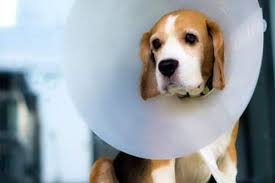 At least nine affected dogs. Cryptorchidism In Dogs Petinsurancequotes Com