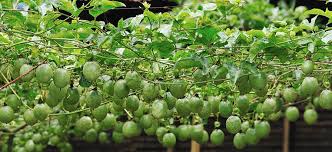 Passionfruit Passion Fruit Plant Growing Passion Fruit Fruit Garden