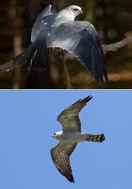 Large Brown Bird With Black And White Wings Mississippi Kite Ictinia Mississippiensis Streamlined Silhouette While Flying Long Pointed Wingtips Dark Sq Bird Life List Warrior Cat Oc Ornithology