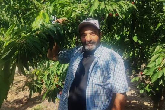 Yozgat'ın #Sorgun ilçesinde kiraz hasadı sürüyor. Kalibresi 28-30 milimetre  olan kirazlar iç piyasaya gönderilirken Japonya, Rusya, Gürcistan ve  Hollanda gibi ülkelere de ihraç ediliyor. Sorgun ilçesi Bahadın beldesinde,  5 yıl önce 'Burada