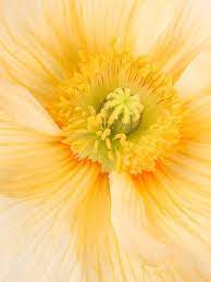 The Iceland Sun Fine Art Print By Pier Luigi Maschietto 6945576 2 Redbubb Yellow Flowers Amazing Flowers Beautiful Flowers