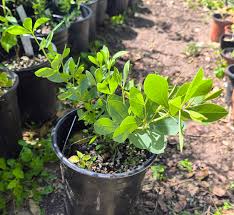 Image result for Brachycorythis lastii