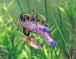 Tropical Fish Tropical Freshwater Fish Betta Fish Aquarium Fish