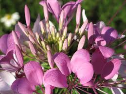 Image result for Cleome macrophylla