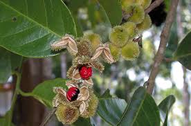 Image result for Chaetocarpus