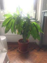 Maybe you would like to learn more about one of these? Propagation Forum Propagating Money Tree Pachira Aquatica Garden Org