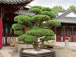 Even where a bonsai is considered a little shrub, you will find a huge assortment of sizes. Natur In Miniaturform Der Bonsai Garten Europa
