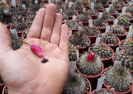 Casi todo el mundo sabe que un cactus puede pasar mucho tiempo sin agua, pero el cactus no es la única planta que tiene esta habilidad. Cactus Lagarto Preservando Las Cactaceas Chilenas Ladera Sur