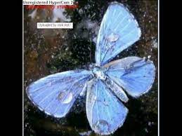 Cover of boudewijn de groot's verdronken vlinder. Verdronken Vlinder By Sanne And Erik Van Neygen Samples Covers And Remixes Whosampled