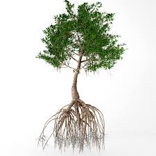 3d Model Mangrove Tree Turbosquid 1337334 In 2020 Mangrove 3d Model Tree
