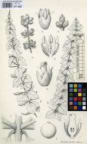 Image result for Azima tetracantha