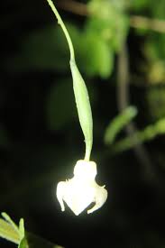 Image result for Zehneria tridactyla