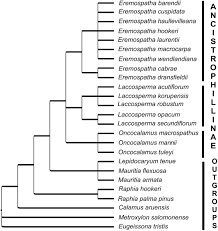 Image result for Eremospatha haullevilleana