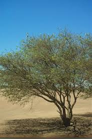 Image result for Acacia mellifera