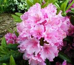 Hybrid Rhododendron Plant Description Season Plants Rhododendron Plant Wonderful Flowers