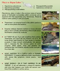 Check spelling or type a new query. Pin Auf Turtles