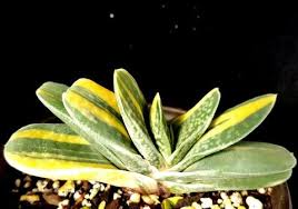 Image result for Laggera gracilis