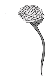 Read these articles to learn more about your brain and central nervous system. Central Nervous System Definition Function Parts Video Lesson Transcript Study Com