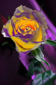 Pin On Gorgeous Flowers