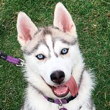 Feel free to browse hundreds of active we also advertise stud dog services and other puppy for sale related items. Husky Dog Breeder In Melbourne Victoria Husky S R Us