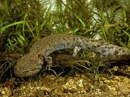 معلومات عن سمندل الطين الكاتب عبدو الاتحادي معلومات عن سمندل الطين Main Predators Of Mudpuppy سمندل الطين هو نوع من السمندل المائي والمعروف أيضا باسم كلب الماء سمندل الطين يمكن العثور عليه في وسط كندا والميسيسيبي وجورجيا وكارولينا معلومات عن