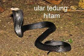 Ular tedung selar akan menjadi 'aggresive' apabila anda sangat hampir dengan sarangnya ataupun pada musim mengawan. Kerulz Adventure A Twitter Jenis Lain 1 Ular Matahari Eastern Coral Snake 2 Ular Air Perut Kuning Note Sumber Gambar Adalah Dari Carian Internet Google Dan Apa Yang Di Kongsi Adalah Untuk Tujuan Pedidikan