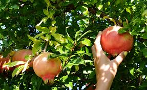 Avec L Initiative Falling Fruit Cueillez Vos Fruits Et Legumes Gratuitement Pres De Chez Vous Fruits Fruits Et Legumes Fruit