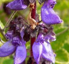 Image result for Coleus hadiensis
