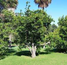 Image result for Bersama lucens