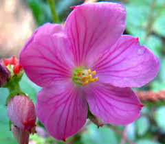 Image result for Calvoa orientalis