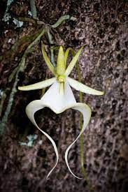 Similarly one may ask, what are ghost flowers? Dendrophylax Lindenii Ghost Orchid Palm Polly Go Orchids