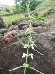 Image result for Leucas sexdentata