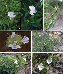 Image result for Barleria mackenii