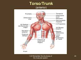Muscle that together with diaphragm participates in inhalation (inspiration) is called: 1 04 Remember The Structures Of The Muscular System Ppt Download