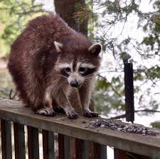 racoon