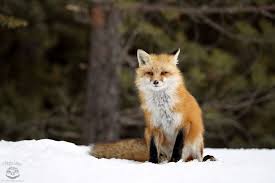 The Old Man By Mlorenz Via Http Ift Tt 2tkluwm Animals Pet Fox Cute Animals