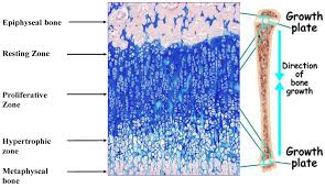 Nutritionally Induced Catch Up Growth Epiphyseal Plate Anatomy And Physiology Epigenetics