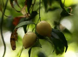 Image result for Behnia