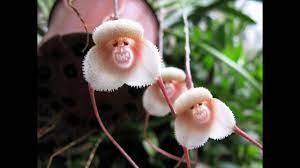Cute whale with flower pot: Flowers That Look Like Animals Insects And People Youtube